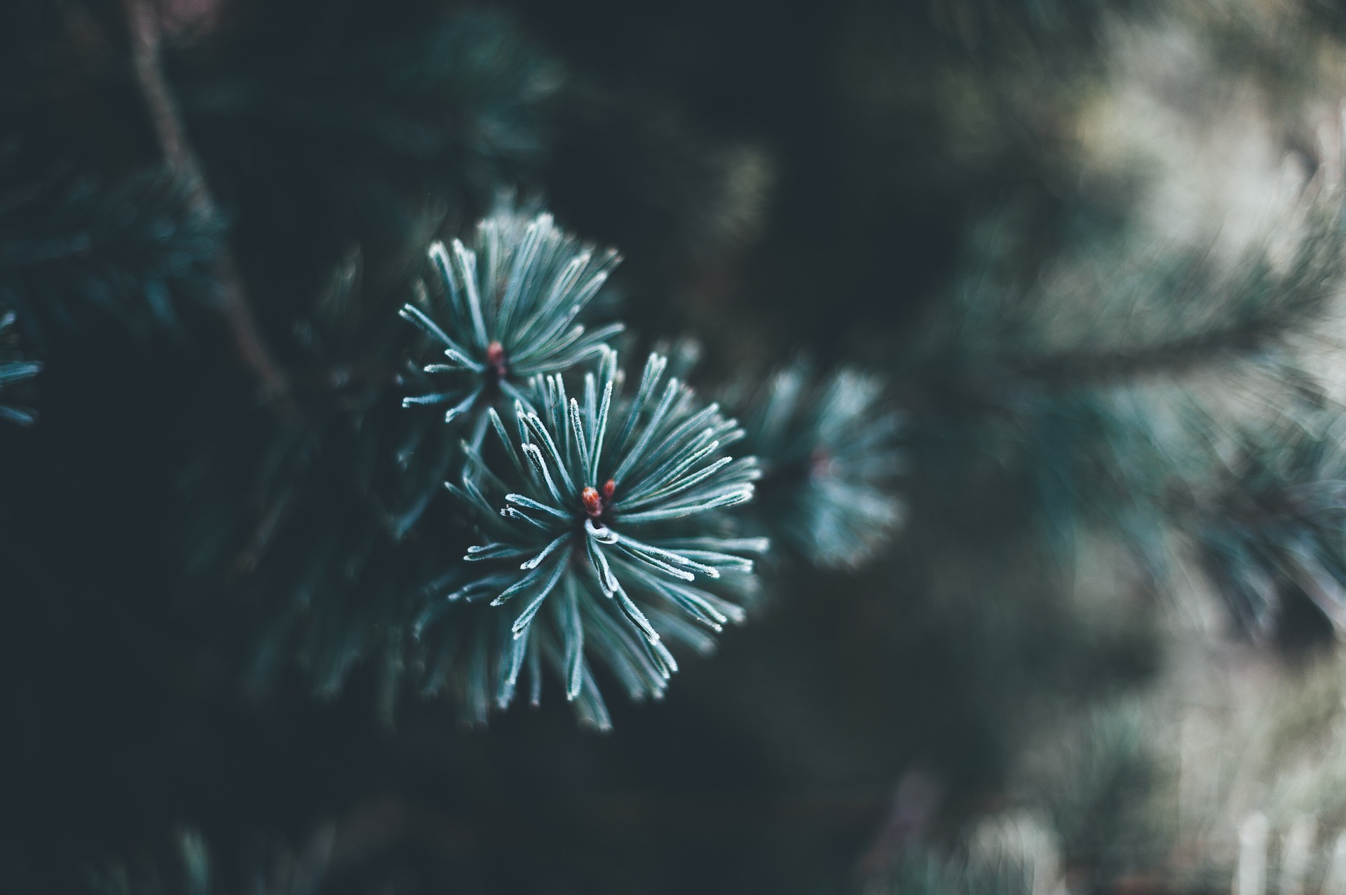 branch-2179023_1920