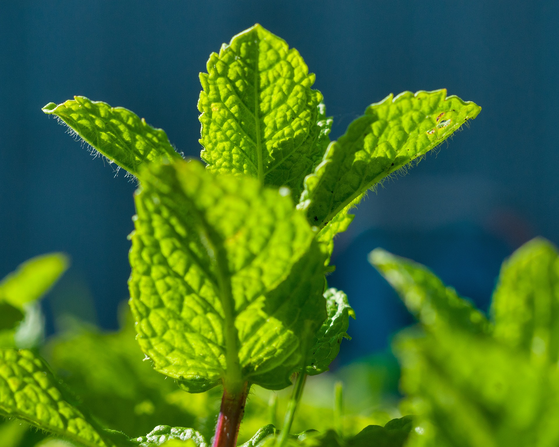 mint-2664334_1920