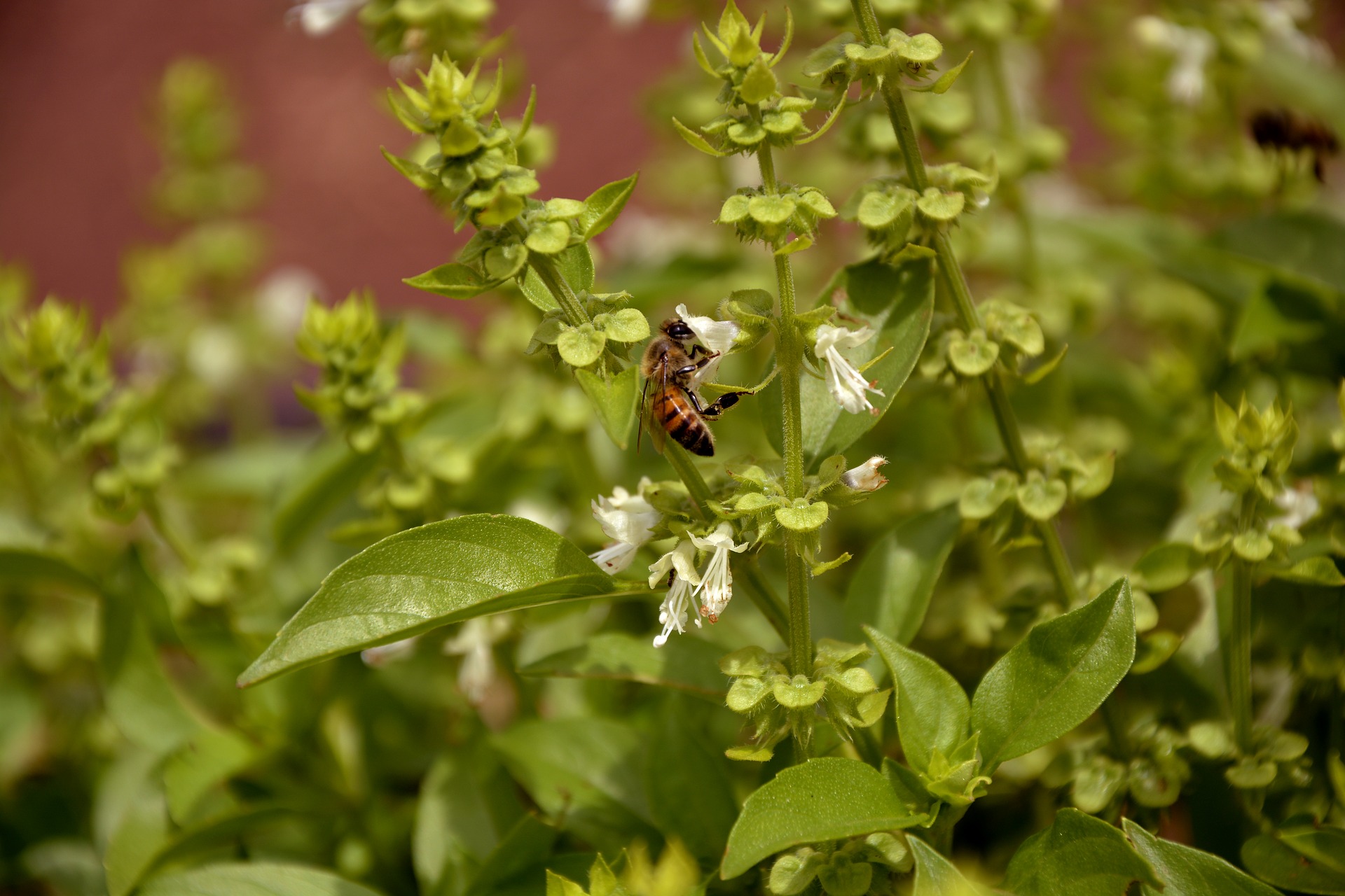 bee-basil_3